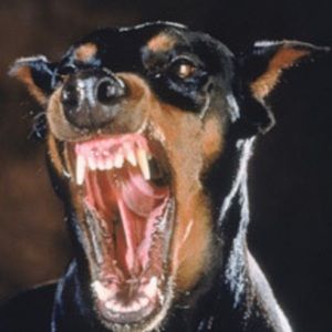 Meet your Posher, Liam